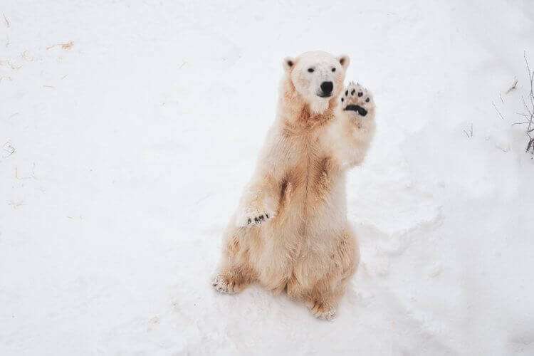 Do You Want to Save Polar Bears or Cash?